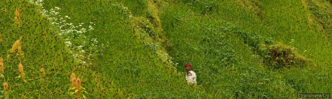 annapurnaSanctuaryGreen